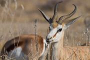 67 - Springbok